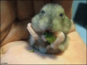 Hamster.gif