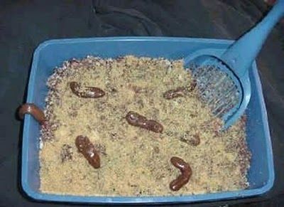 littercake.jpg