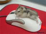 mouse humping mouse.gif