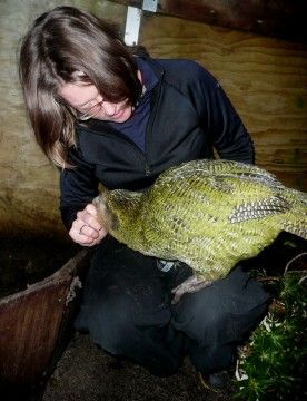 kakapo_chicks-276x360.jpg