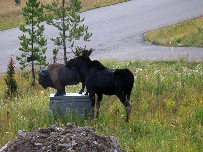 moose-humping-statue.jpg