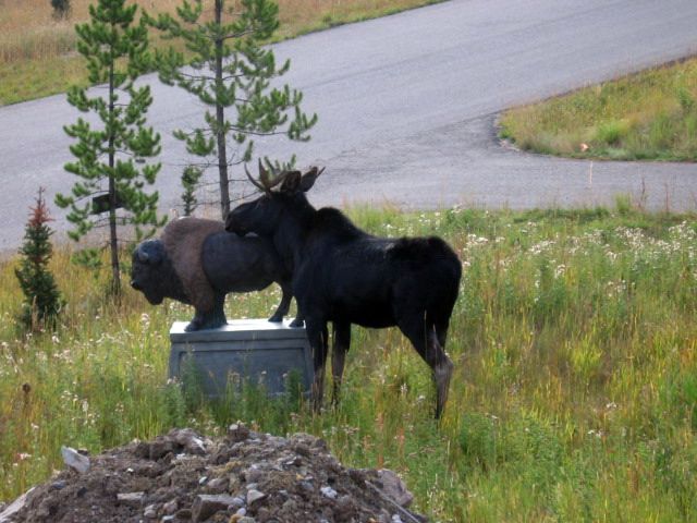 Moose humping a statue.jpg
