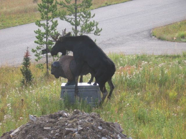 Moose humping a statue...jpg