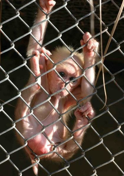 never kiss a monkey.jpg