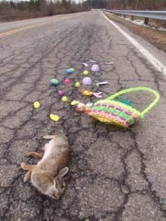 dead-bunny.jpg