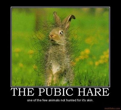 weird-hare-species-doesnt-get-hunted-its-skin.jpg
