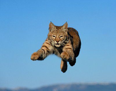 bobcat.jpg