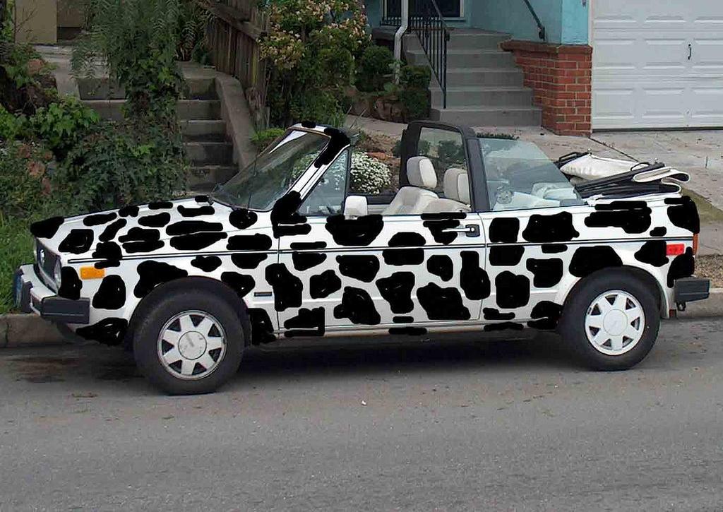 cow car 12.jpg