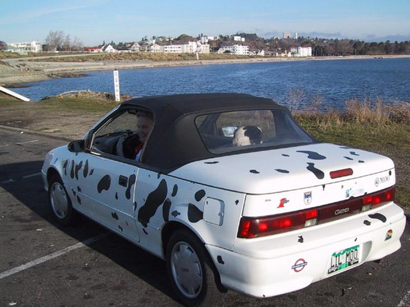 cow car 13.jpg