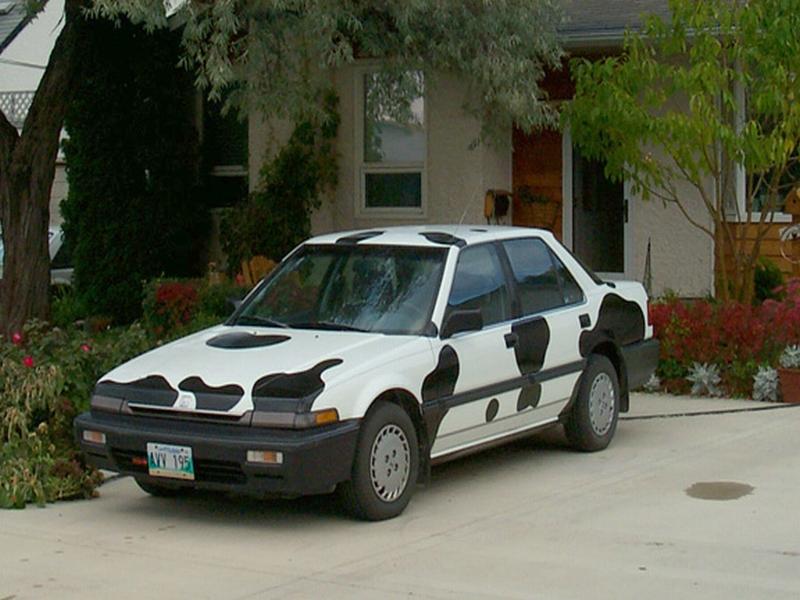 cow car 17.jpg