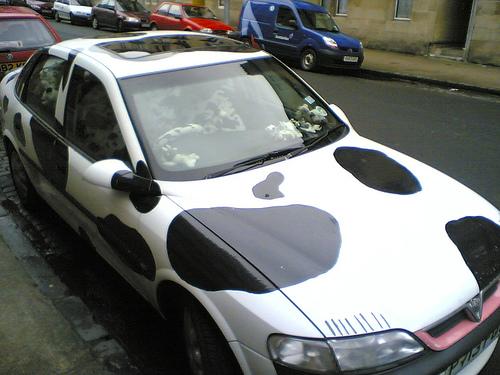 cow car 23.jpg