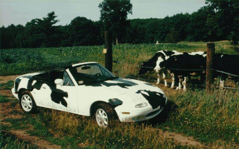 cow car 26.jpg
