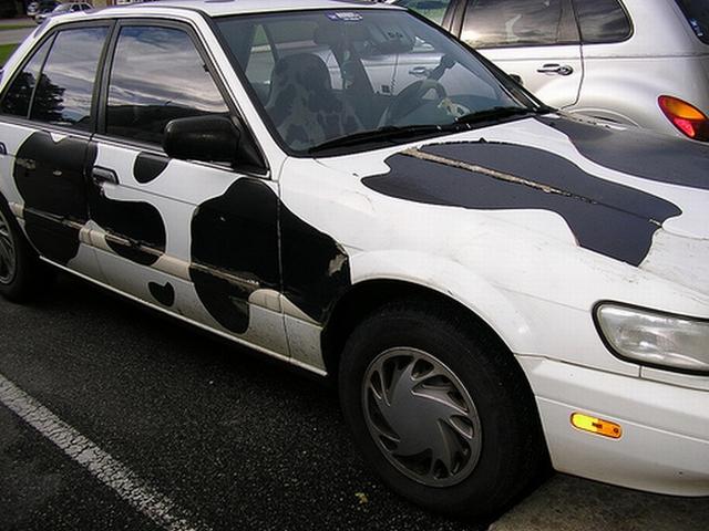 cow car 28.jpg