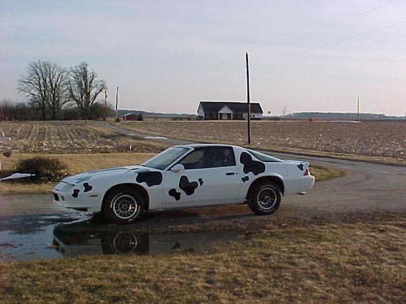 cow car 35.jpg