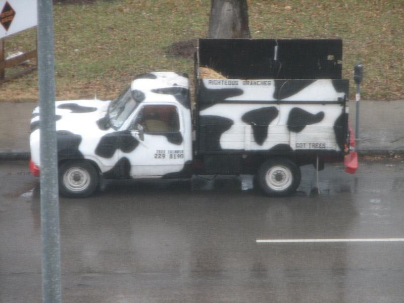 cow car 40.jpg