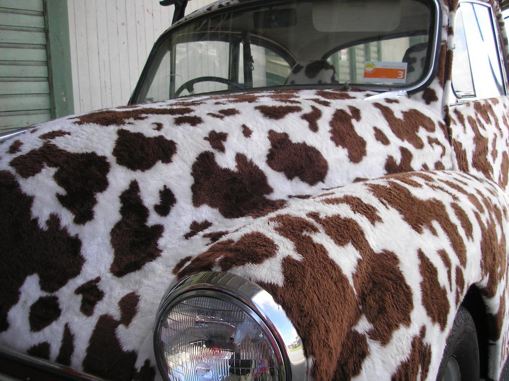 cow car 44.jpg