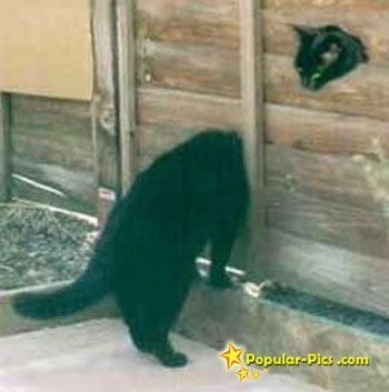 longhead-cat.jpg