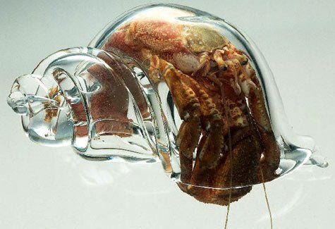 glass_shell.jpg