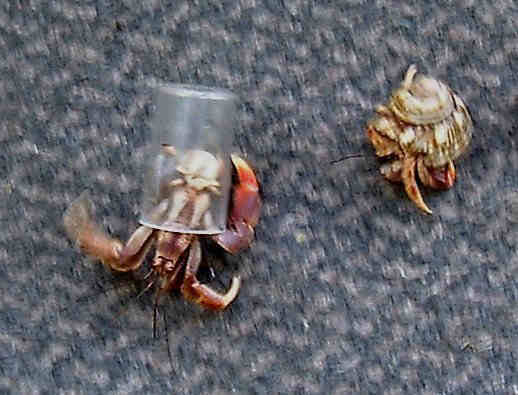 SoldierCrabs(2).jpg