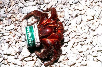 hermitcrab2.jpg