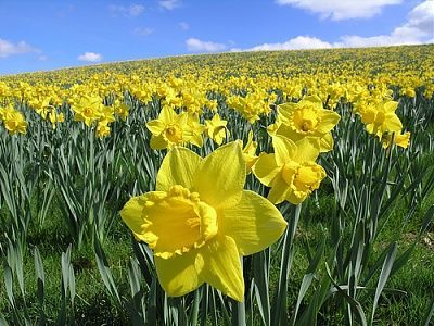 daffodils.jpg
