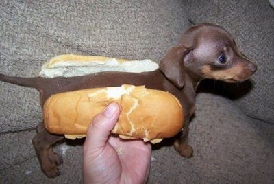 weiner-dog (1).jpg