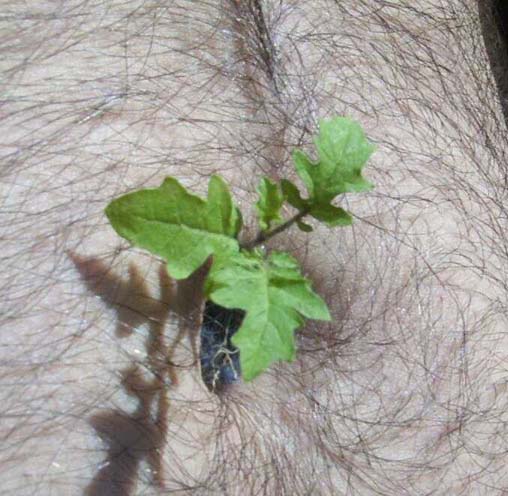 belly2.jpg