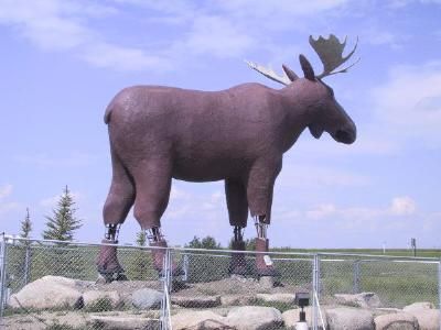 mac the moose.jpg