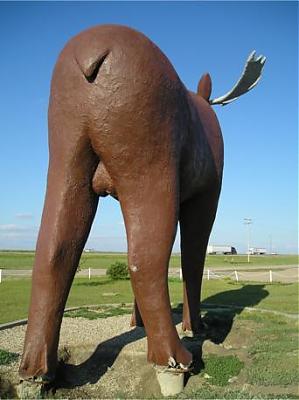 mac the moose 2.jpg