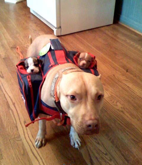 puppiesonthego.jpg