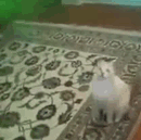 Name:  rave kitty.gif
Views: 677
Size:  987.4 KB