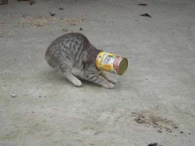 4916_cat_head_cat.jpg
