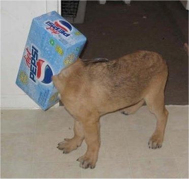 Stupid_Animals.jpg