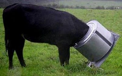 stupid_animals_2.jpg