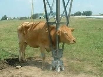 stupid_animals_5.jpg