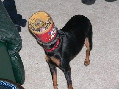 stupid_animals_6.jpg
