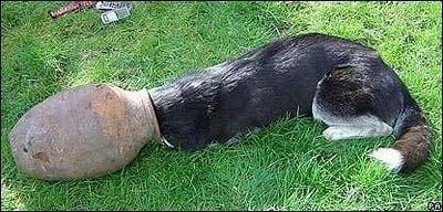 stupid_animals_22.jpg