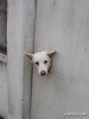 stupid_animals_pics_22.jpg