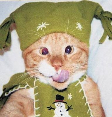 funny-animal-pictures-cats-retarded-snow-hat.jpg