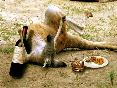 kangaroo-funny.jpg