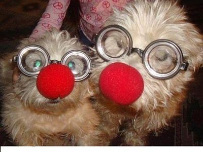 clown_dogs.jpg