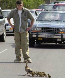 duckstraffic.jpg