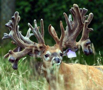 sixtyptbuck.jpg