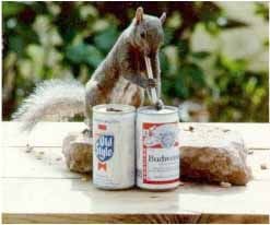 squirrelbeer.jpg