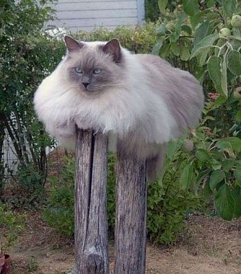 pegleg cat.jpeg
