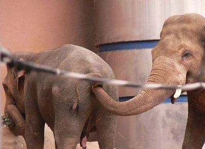 hungry_elephant.jpg