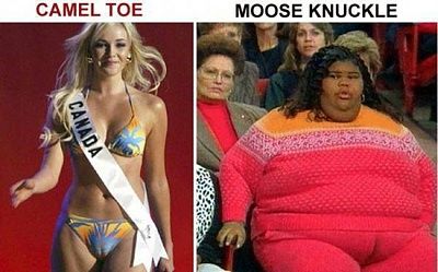 camel.jpg