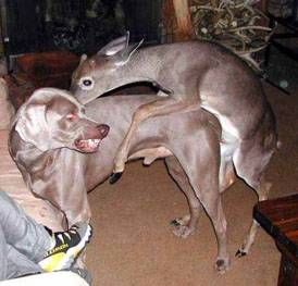 animals-humping-wrong-animals05.jpg