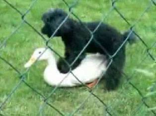 animals-humping-wrong-animals06.jpg