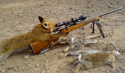 fox.jpg